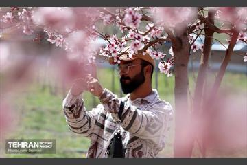 شکوفه‌های بهاری در بوستان سمن‌ها 4