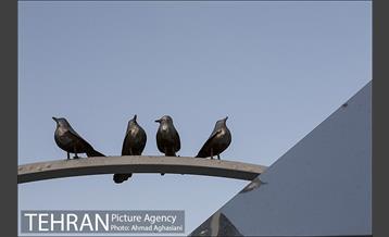 بلوار کشاورز 11