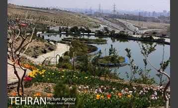 باغ گل لاله های ایرانی در بوستان آبشار تهران‎ 16