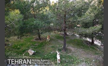 رهاسازی 150 قلاده سگ بدون صاحب  31