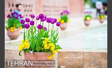 روش گل های لاله در باغ ایرانی 26
