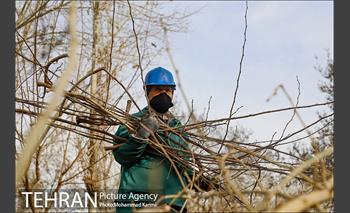 آغاز فصل هرس درختان- 3