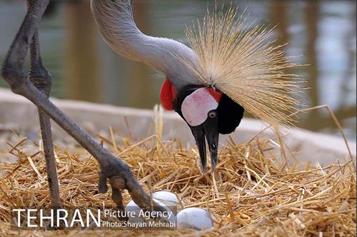 باغ پرندگان 12