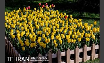 نوروز در باغ موطه هنر ایرانی 14