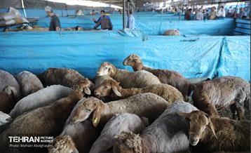 بازدید از مرکز عرضه بهداشتی دام ویژه عید قربان 11