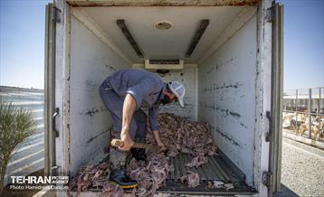 مهربانی با سگ های بدون صاحب 1