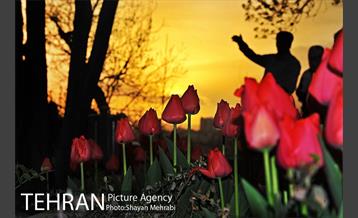 روش گل های لاله در باغ ایرانی 31