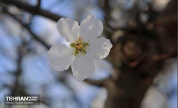 و اینک بهار 2