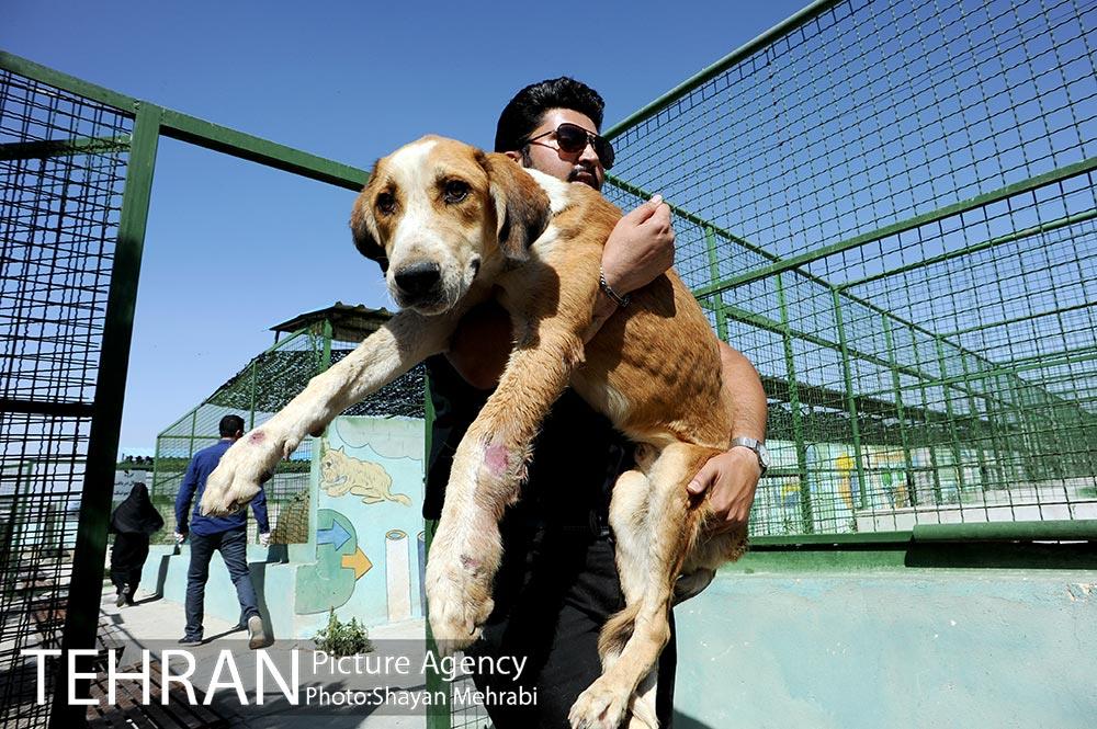 نقاهتگاه سگ های بدون صاحب واقع در آراد کوه 43