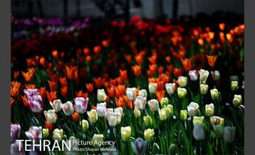 پیاده راه لاله مادران 27