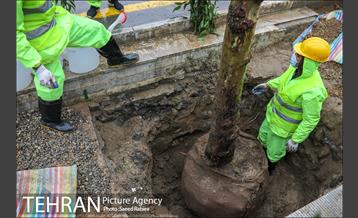 آئین کاشت درخت زندگی 11