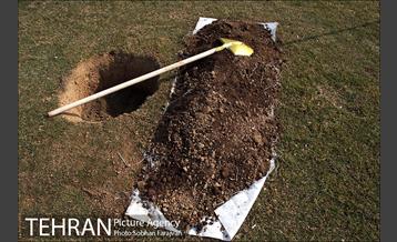 کاشت نهال در بوستان ولایت  6