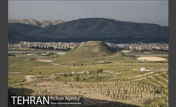 بازدید از پروژه جنگل کاری 1250 هکتاری 11