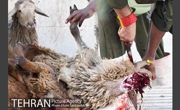 بازدید شهردار تهران از جایگاه های عرضه دام بهداشتی 12