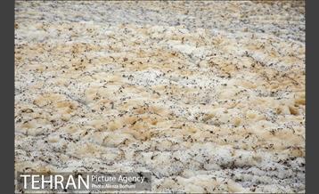 بازدید کارگروه رفع بوی نامطبوع تهران از مجتمع آرادکوه 13