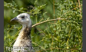 باغ پرندگان فاز دوم 2