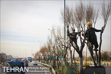 آغاز فصل هرس درختان- 3