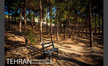 بوستان جنگلی چیتگر 12