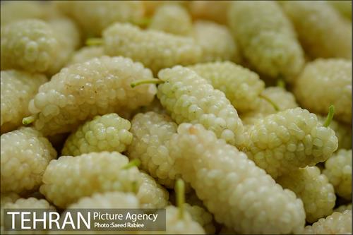 سومین دوره جشنواره توت کن 4