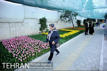 پیاده راه لاله مادران 17