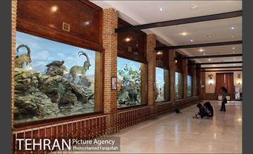 موزه آثار طبیعی و حیات وحش هفت چنار 6