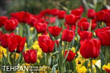 روزهای بهاری پارک شهر 10
