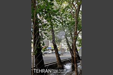 المان های نوروزی در خیابان ولی عصر(عج)  18