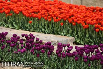 باغ گل لاله های ایرانی در بوستان آبشار تهران‎ 19