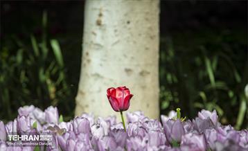 لاله های باغ ایرانی 7