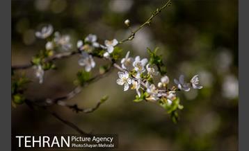 بهار در تهران 4