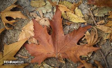 گذرگاه های پاییزی پایتخت - منطقه 5