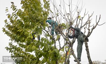 هرس درختان در منطقه 5