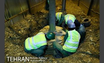 ​جا به جایی درختان گیشا به دلیل ساخت زیرگذر 4