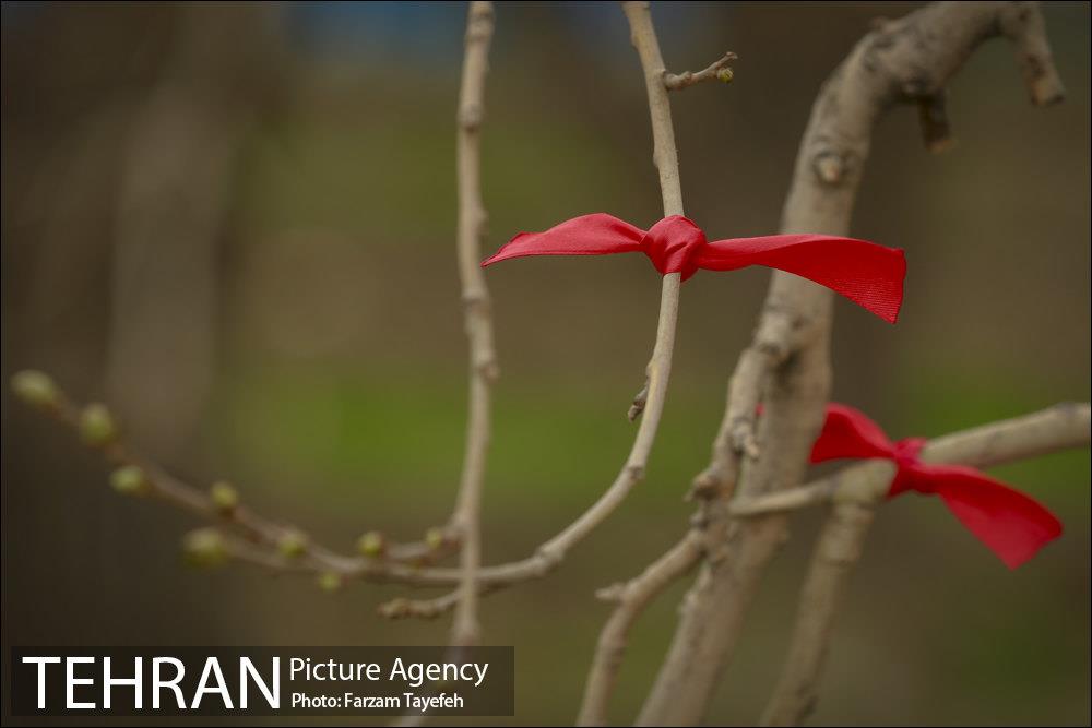 آرایش درختان کهنسال توت در محله کن 10