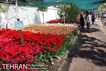 لاله برای مادران 1