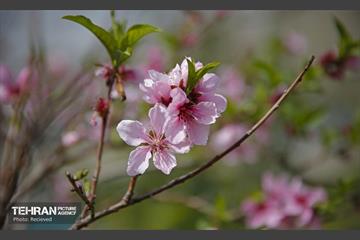 هوای بهاری منطقه 5 16