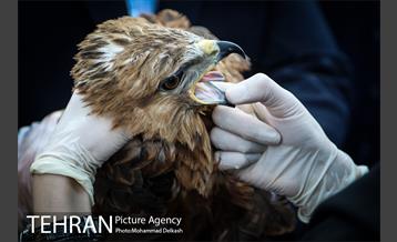 آزادسازی پرندگان و جمع آوری زباله در پارک جنگلی خجیر 12