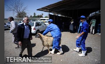 بازدید معاونین شهردار از جایگاه های عرضه دام زنده 42