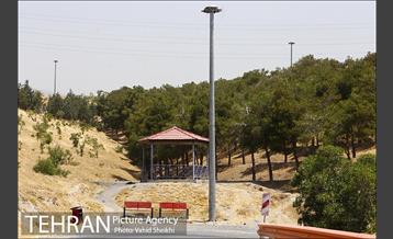 بوستان جنگلی یاس فاطمی 8