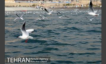 دریاچه شهدای خلیج فارس میزبان کاکاهای مهاجر 3