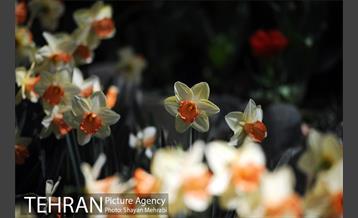 رویش گل های لاله در باغ ایرانی 33