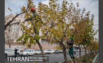 آغاز فصل هرس درختان 4