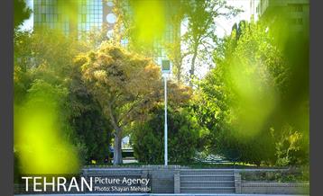 بوستان هنرمندان (ایرانشهر) 16