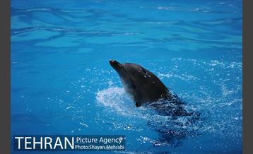 حضور خانواده هاى کارکنان شهردارى تهران در دلفیناریوم برج میلاد به همراه شهردار تهران 19