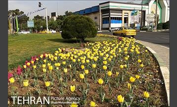 لاله آرایی در منطقه 20