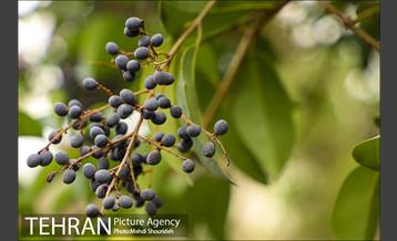 بوستان اندیشه(شهید منفرد نیاکی) 16