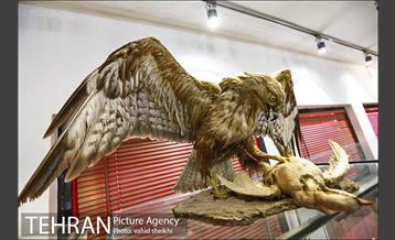 موزه طبیعت و حیات وحش دارآباد 30