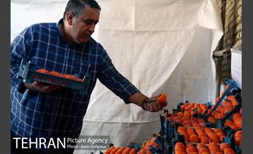نخستین جشنواره خرمالو در روستای کشار سفلی 9