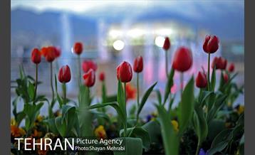 برج میلاد میزبان لاله های بهاری و تخم مرغ های رنگی 31