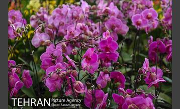 شانزدهمین نمایشگاه گل و گیاه تهران 7